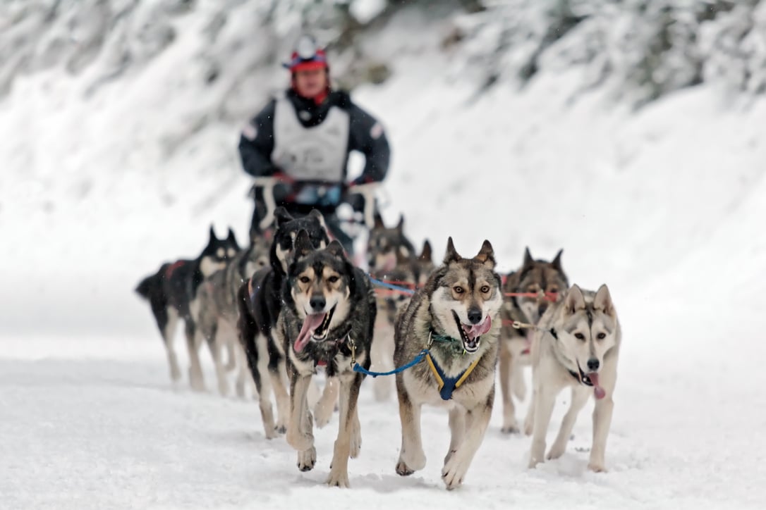 Dog sledding competition